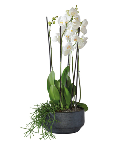 Arrangement de superbes fleurs d'orchidées blanches agrémentées d'un beau rhipsalis